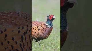 Using AI to Track Bird Patterns