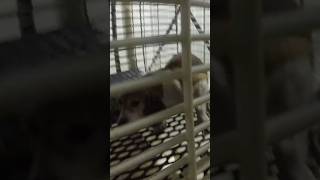 We left her behind, but now we can save all the rest.
I have insane guilt about this cowering mom we found at Ridglan in 2017. The mamas at Ridglan had mutilated vocal cords and shaky voices. Their legs were even shakier. A lifetime in a cage left this mama hobbling in her tiny world of metal and wire.
But we left her behind. We didnt have the hands or resources to take her on that night.
We hoped the government would act. This was all illegal, and I begged and pleaded with anyone who would listen—state, federal, even the vet board in Wisconsin—to help this mama. But they all ignored me. Even worse, the state decided in 2021–four years later—to charge ME with crimes. They never even investigated our complaint.
How things have turned. But not just for the beagles at Ridglan but for the entire movement. I blogged today about this, but the movement is at a turning point. The media, institutions, even criminal enforcement—all are changing at a rapid pace.
But key to all of us has been... you. People like you heard me when the authorities would not. You boosted this mamas story 1000-fold and because of that, its possible that shes one of the 2000 Ridglan beagles who are now free.
That may be a fools dream. Its likely she already passed. The life of a lab beagle is short and brutal. And 9 years is an eternity.
But you all still gave me hope, gave this mama hope. For that, Im grateful.
Now lets go save all the rest.
-
The Simple Heart on Substack - Subscribe to Wayne Hsiungs newsletter to learn more about the #RightToRescue at https://simpleheart.org!
#SaveTheDogs #RightToRescue
- We left her behind, but now we can save all the rest.