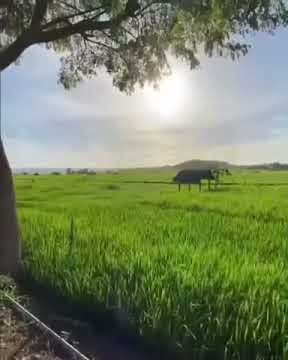 Story Wa Pagi Hari/Cuaca cerah pesawahan