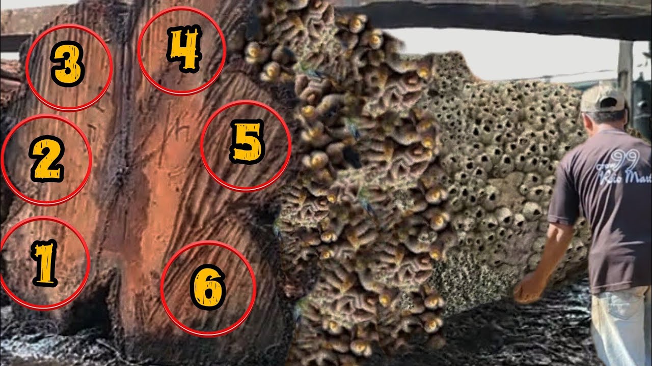 The most dangerous big teak wood cutting skills at the sawmill - YouTube