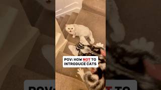 How NOT To Introduce Cats 😿😾