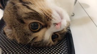お気に入りの別荘でくつろぐ猫