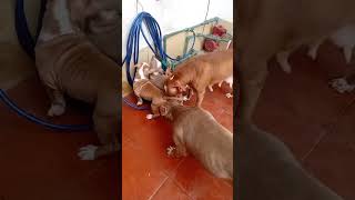 Gia đình pitbull thả ra ngoài chơi cùng nhau #americanpitbull #pitbullpuppy #pitbull #pets phần 2