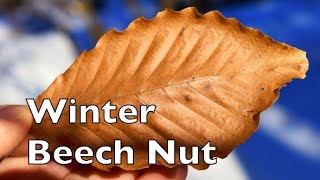 How To Identify American Beech Nut Tree In The Winter