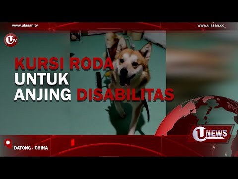 KURSI RODA UNTUK ANJING DISABILITAS | U-NEWS