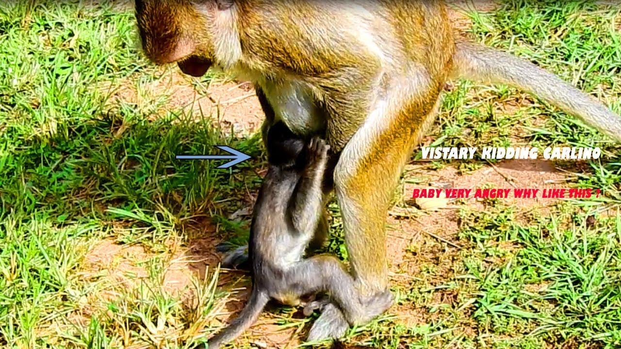 MG! Vistary Monkey GRabbing baby Carlino From Mom & Kidnapping Away, Baby Working So Hard