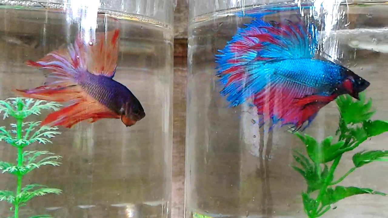 Seperti Ikan Dalam Belat : DI KAMPUNG IKAN KLUNCING ADA IKAN WARNA