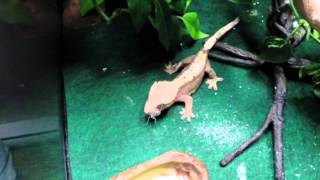 Crested Gecko eating cricket - slow motion
