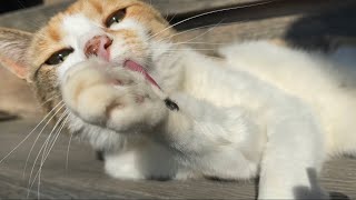 くつろぐミー子。