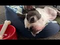Sleepless Boston Terrier Episode 27