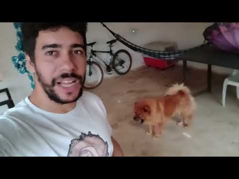 CACHORRO X RATO 🐀 e veja Larika após pegar o Rato