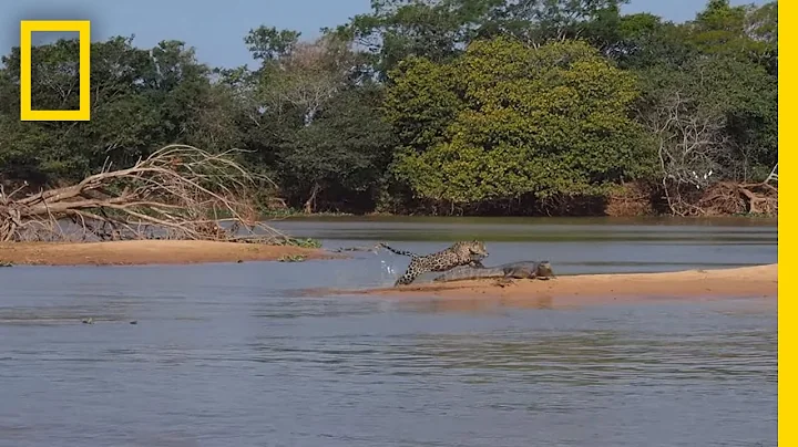 Jaguar Attacks Crocodile Cousin (EXCLUSIVE VIDEO) ...