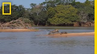 Jaguar Attacks Crocodile (EXCLUSIVE VIDEO)(When a jaguar pounces, sometimes one bite is all it takes to get a meal. National Geographic has exclusive video of a jaguar taking down a caiman in Brazil's ..., 2013-09-26T14:12:41.000Z)