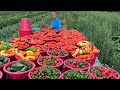 A vegetable farmers amazing 2022 from planting to harvest