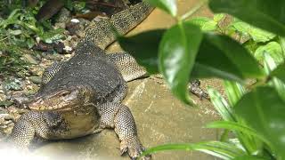 Полосатый варан (Varanus salvator) Asian water monitor