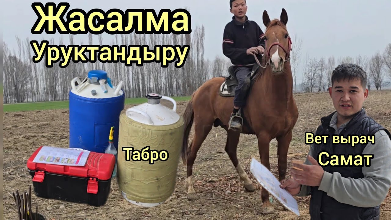 Бүгүн 3 март 2026 жакшы Ат жана Табро кызматары жасалма уруктандыру #кыргызстан #ноокен 