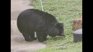 Rescued Bear Steps Outside For First Time In Her Life 🥰