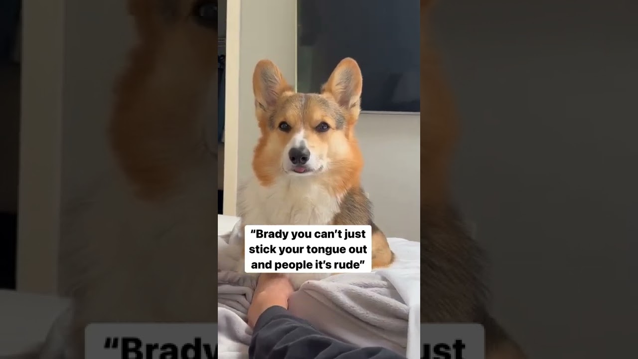 Corgi Sticks His Tongue Out 