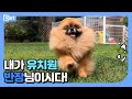 강아지 유치원 로로반장의 하루┃개린이집 라이프 EP.1┃어바웃펫 About Pet