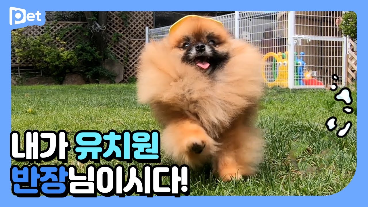 강아지 유치원 로로반장의 하루┃개린이집 라이프 EP.1┃어바웃펫 About Pet
