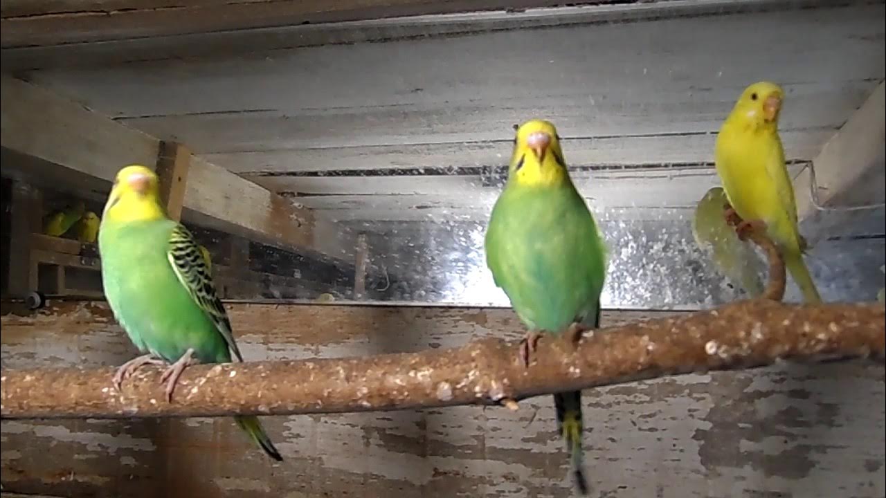 Бір кесек сияқты әдемі жезөкшемен