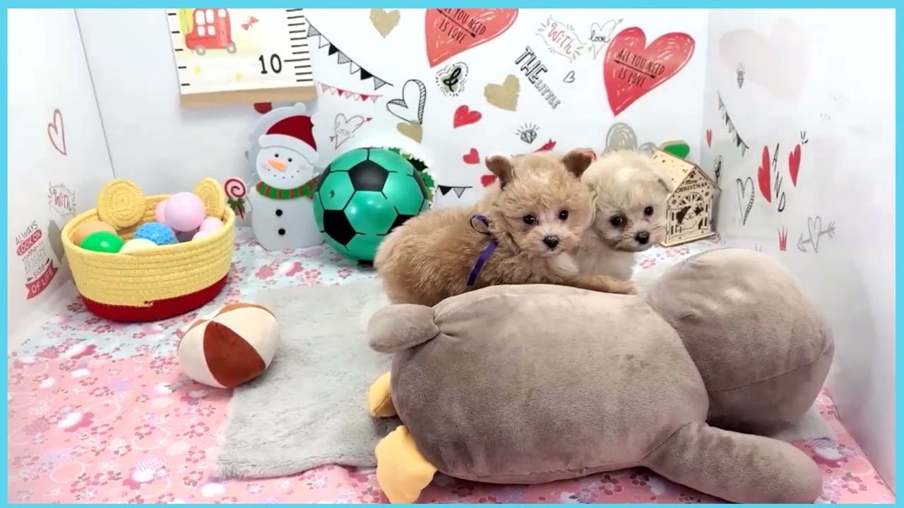 くまり ☆プロフ読んでください☆（感謝） Coo&RIKU No.00743482 MIX（ハーフ） - YouTube