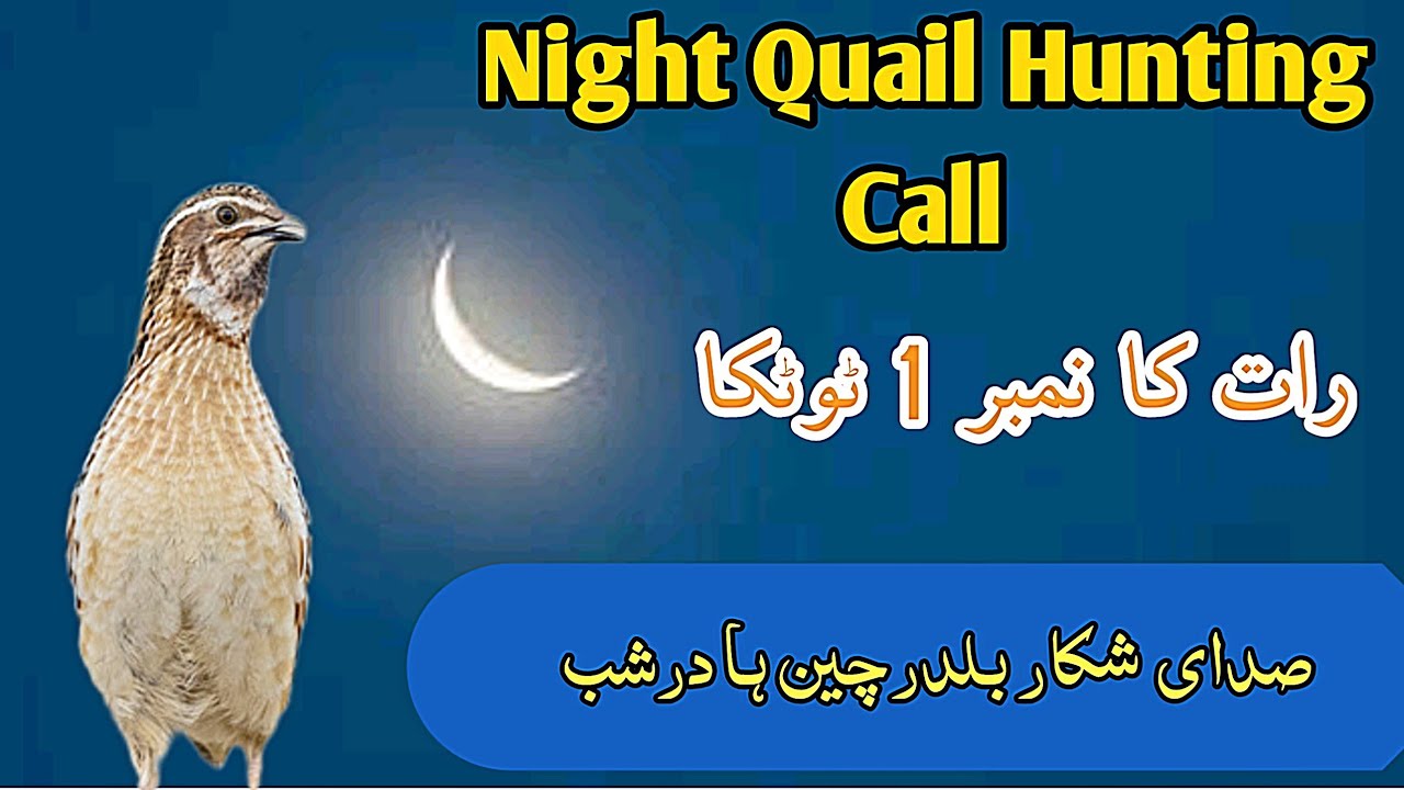 Batair Ki Raat Keliye Awaz 2026,Bater Ki Awaaz, Quail Night Call "