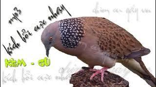 Mp3 Âm thanh cu gáy bài bản kích bổi cực nhạy  P110-2021 Tiếng chim cu gáy kích bổi nhanh nổi