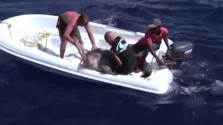 The secret of the green turtles