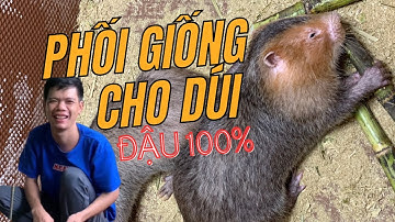 BÍ QUYẾT NHẬN BIẾT CON DÚI ĐẾN THỜI KÌ GIAO PHỐI&CÁCH GHÉP GIỐNG HIỆU QỦA