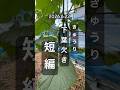 【きゅうり下葉欠き】短編 #きゅうり栽培