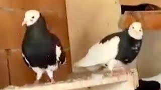 Deni̇zli̇ Sarayköy Dönek Güverci̇nleri̇ Dönüyor Ozan Ordu Serdal Çakir Spinner Pigeons Dunek Donek