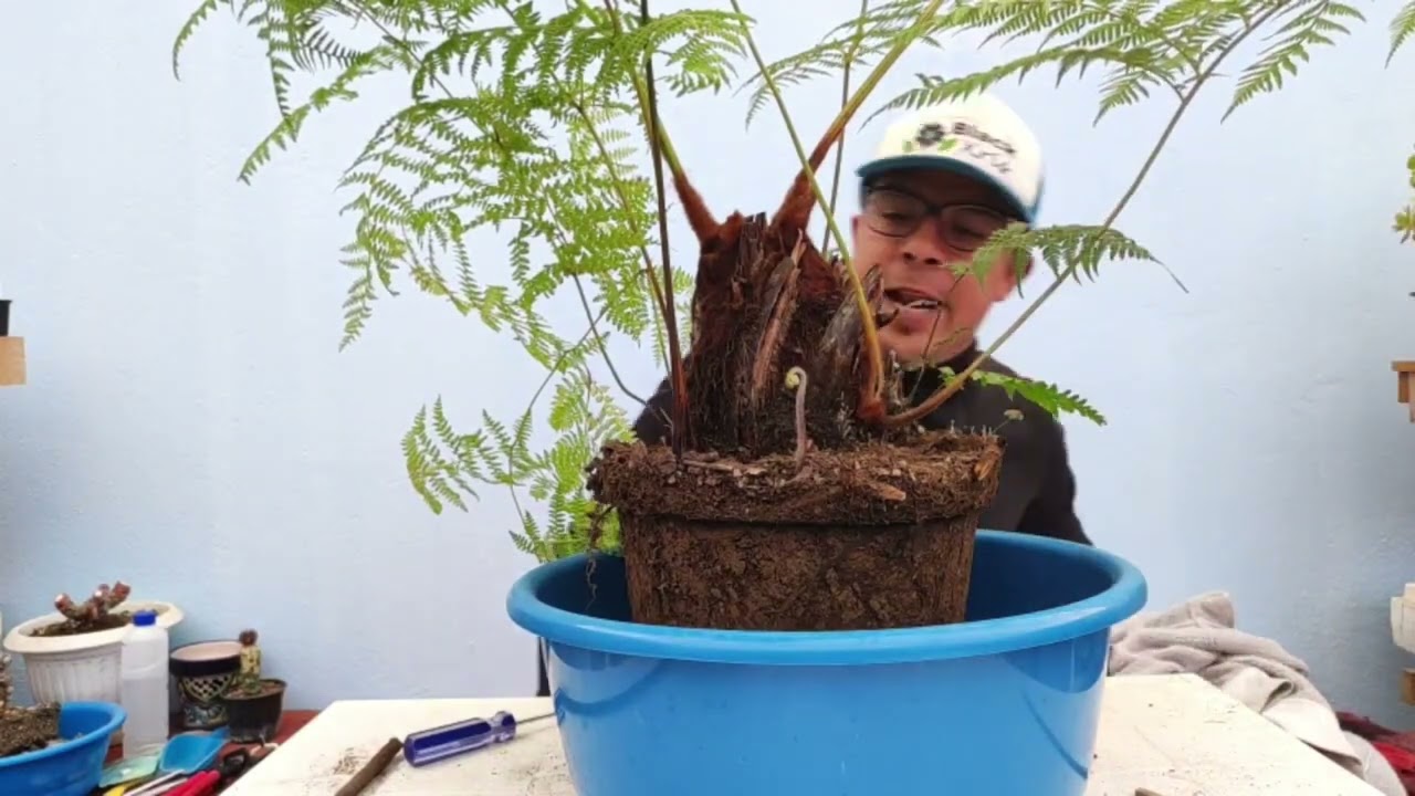 ENCHULANDO MI PATA DE CHIVO