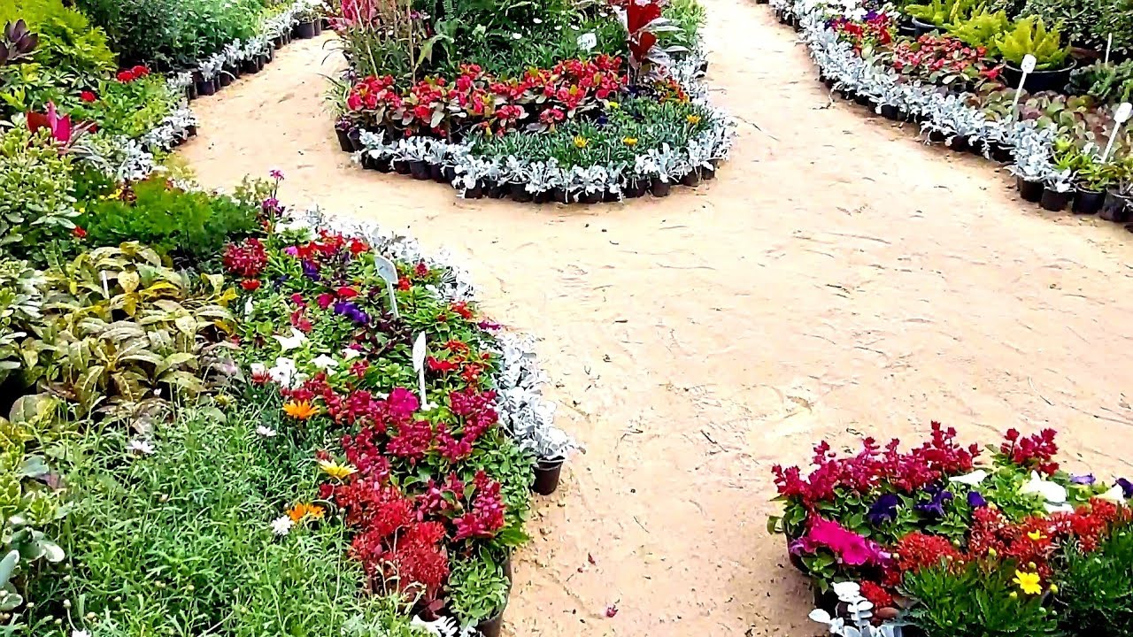 قبل ما تروح المشتل او معرض الزهور شوف أجمل انواع الزهور والنباتات العطرية جزء 2