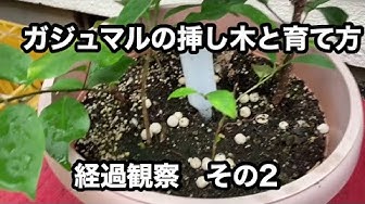 ガジュマル Youtube