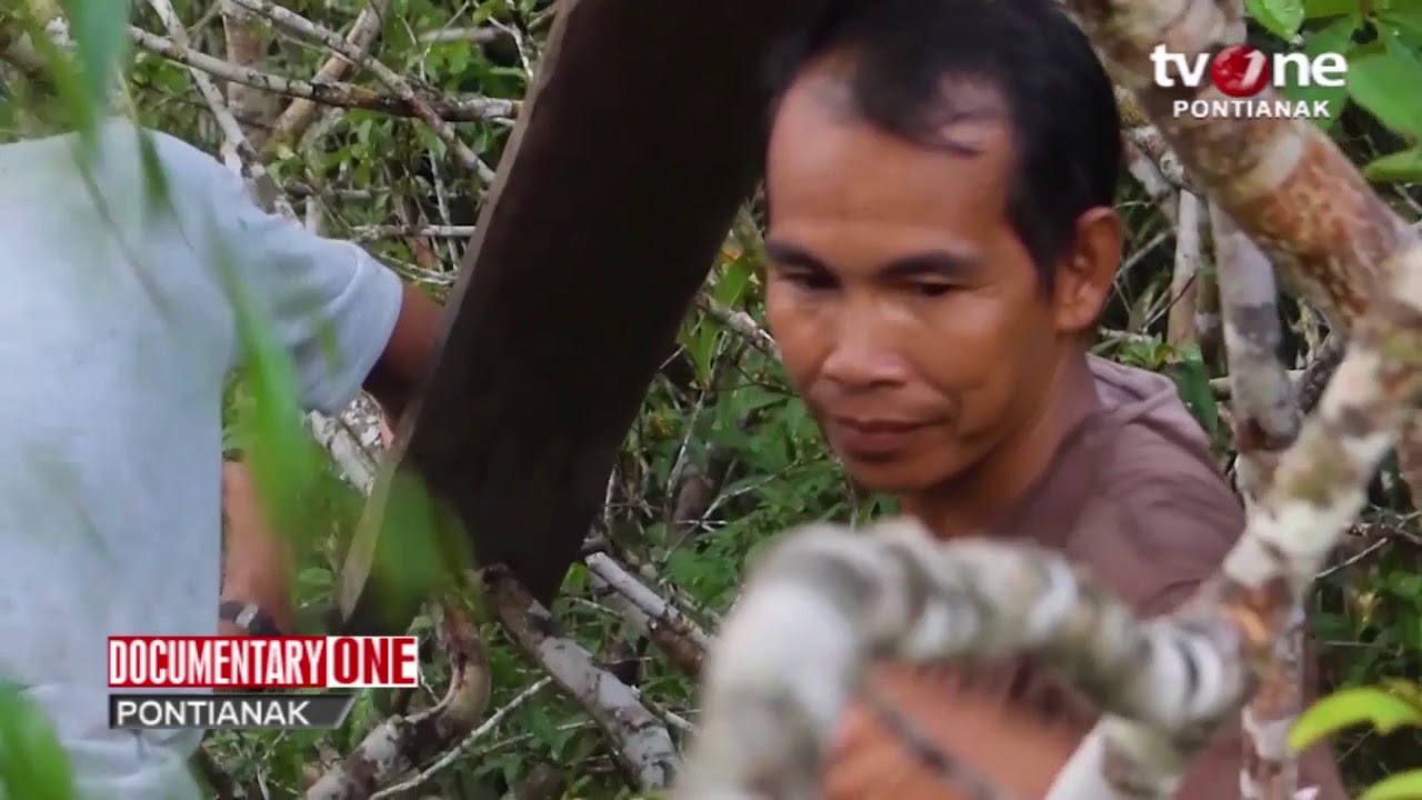 Desa Dengan Potensi Madu  Hutan Unggul Dan Ekowisata