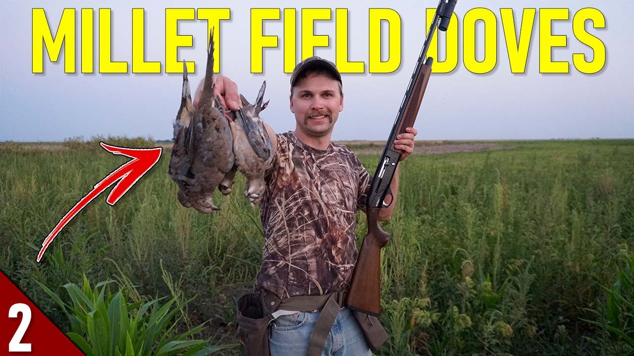 Hunting Uncut MILLET for DOVES! 28 GAUGE Dove Hunting 2021 YouTube