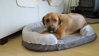 My 110lb Dog Loves This pettycare Memory Foam Dog Bed