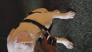 My Bull Terrier 12 Weeks Chico Off Next Friday Lol Payed 2500