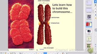 AP Bio Review of the Cell Cycle & Mitosis (Ch. 9)