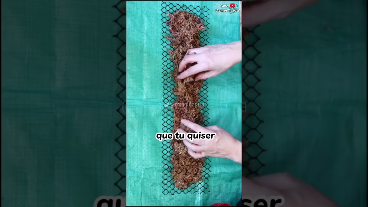 Como fazer TUTOR para PLANTAS com musgo sphagnum #dicasdeplantas #plantas #folhagens