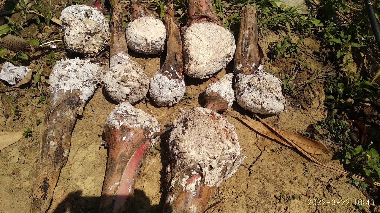 Balhla phun hun - March/April