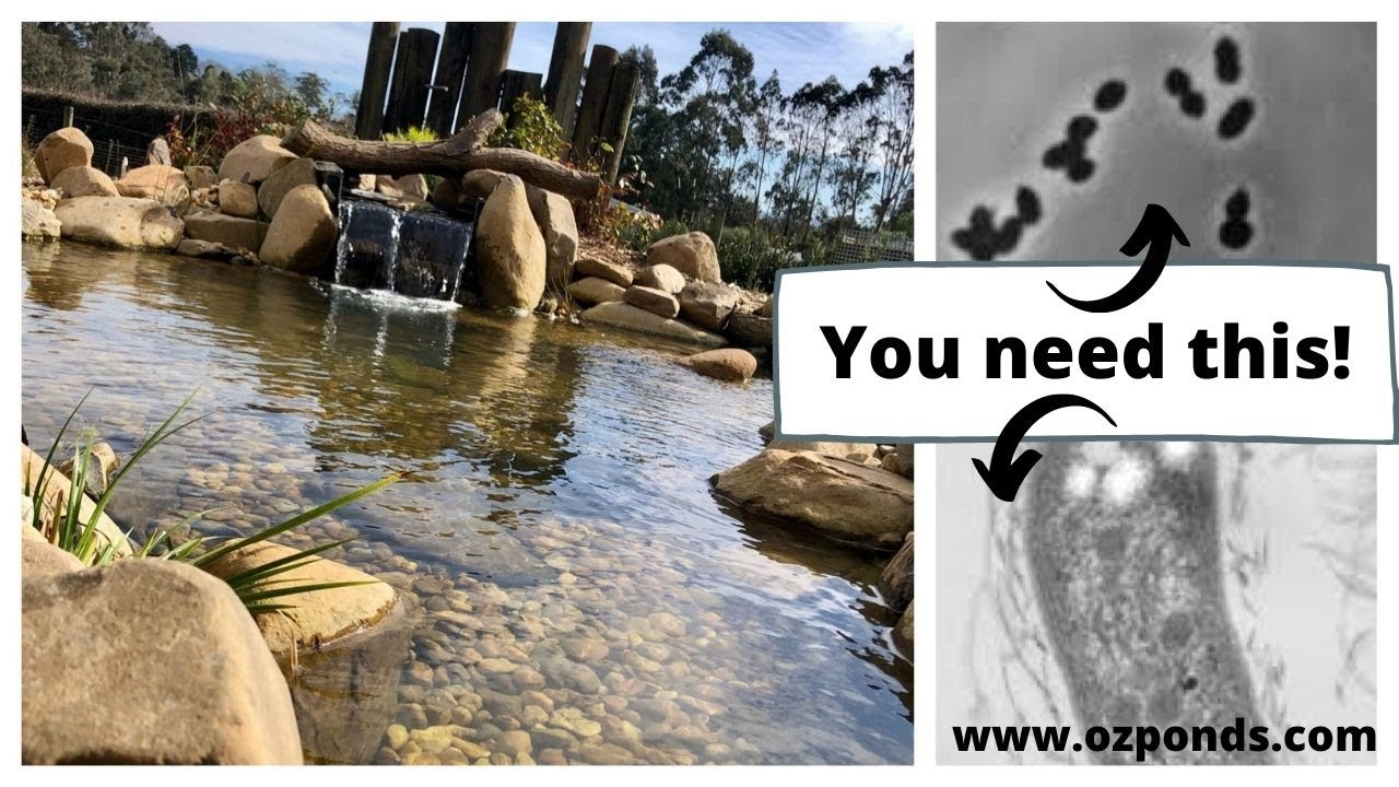 Beneficial bacteria for ponds Do you need it? YouTube