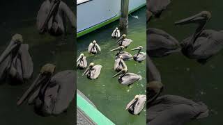 Đứng đợi chút là no rồi #cuocsongmy #minhkhanhusa #food #birds