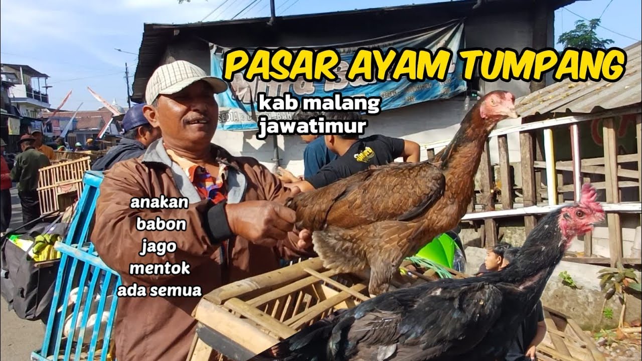 MELIHAT PASAR AYAM TUMPANG MALANG SEMUA AYAM LENGKAP DISINI