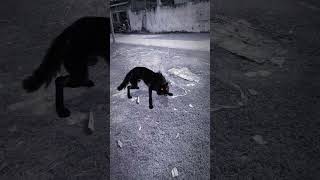 Wolf In Village Part 1008