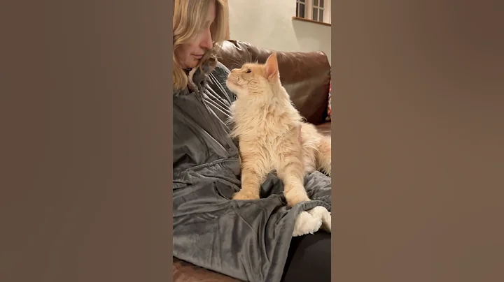 Video 7043681: coon mainecoon kitten cat, mains coon cat mainecoon, mainecoon cat cutecat kitten, giant maine coon cat, maine coon cat growing