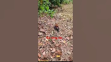 #bẫy #bẫy gà rừng#đanchivlog #gà rừng rặc