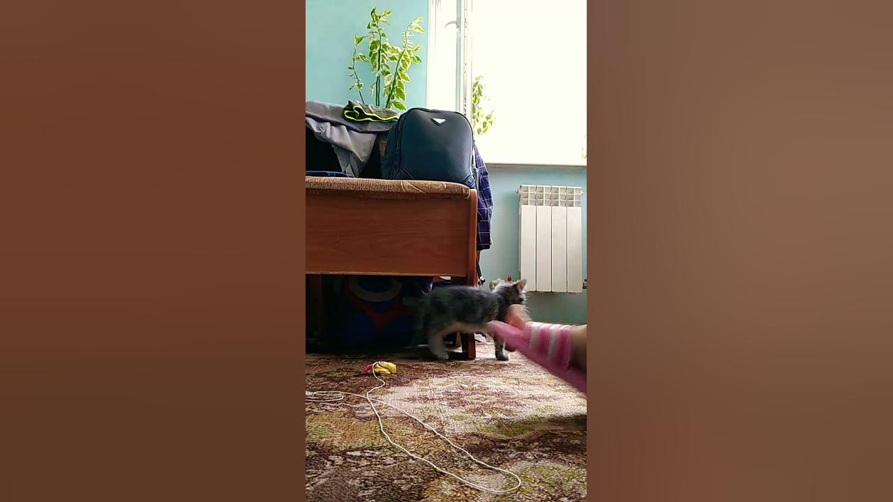 котики няшки - YouTube