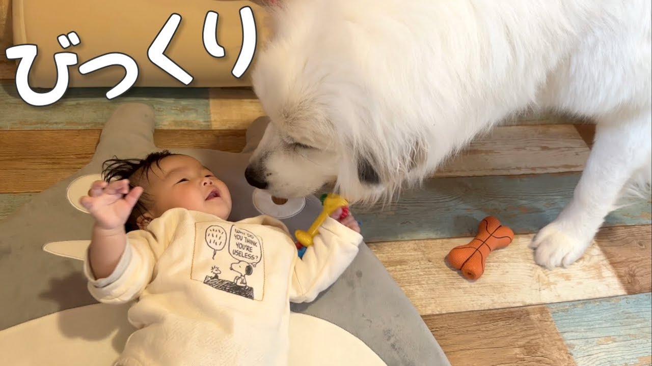 なんと！】生後5ヶ月の妹を絶対に守ろうとする超大型犬が優しすぎまし